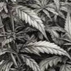 𝖇𝖆𝖑𝖆-𝖘𝖊𝖇𝖝𝖔-*