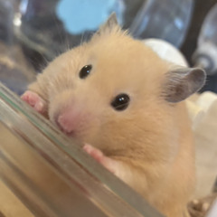 jojoe_ham