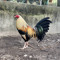 TYRO1_FARM