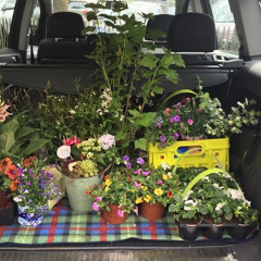 🌼