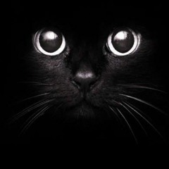 black cat 🐈‍⬛