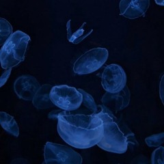 💙꒱꒱⊹₊·。