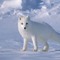 shine fox