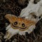 it's_the_mothman