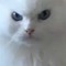 FluffyKcat