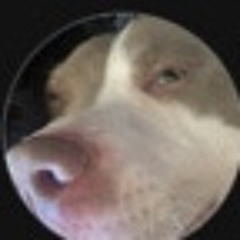 Idcmonie