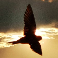 Poetadelasnubes