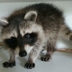 Hendrik