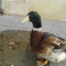 Eman Abotalebi