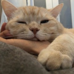 Ânn