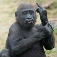 bigblackmonkey