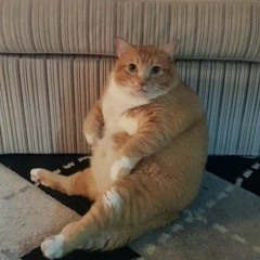 chonkycat