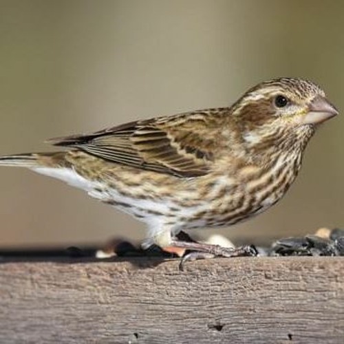 Cause and Effect - The White Stripes