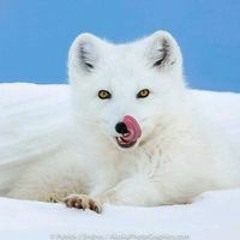 احمد اسماعيل