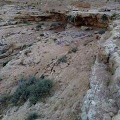 الحاج علي السلوم