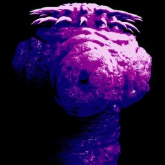 mhl_tapeworms