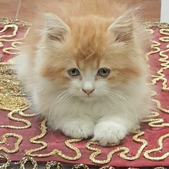 gamal salama