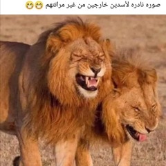 Mohamed Ibrahem