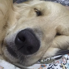 Diakaa