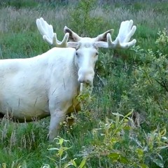 Snowmoose