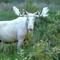Snowmoose