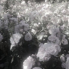 7NOVMAD4LUV诺