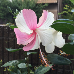 Mika Hazuo Milk protein