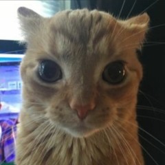 sam