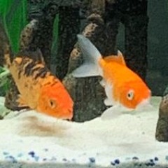 Carp Daily