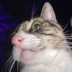 bean