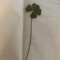 ❇︎