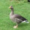 wild_goose2010
