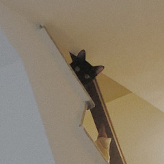 飛