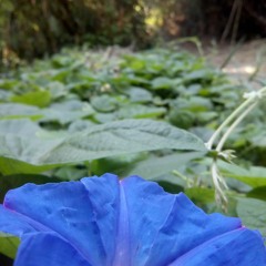 Tongas / Serrated Margin