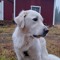 Linus