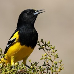 Scott’s Oriole
