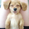 Colinebee