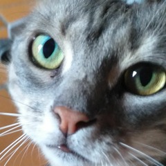 Allemande Suite Française BWV 816 N°5.wav