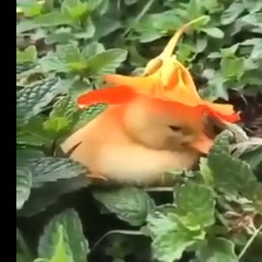 Porposie Queen