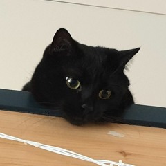 Melii