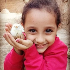 بهاء سامح