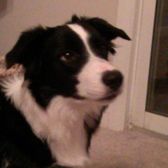 collie #2