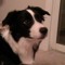 collie #2