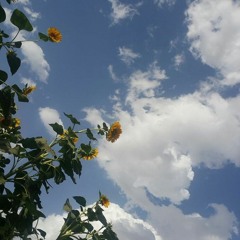 Blue Skies