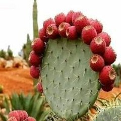 الغاليه حببتي