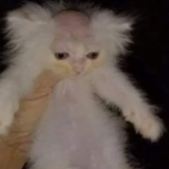 insanityhasconqueredallofme