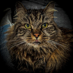 TekkeTiger