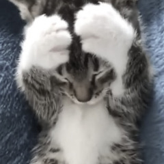 ねこになりたい