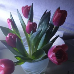 Scroffi