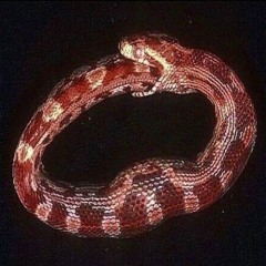 вокса стон уроворо